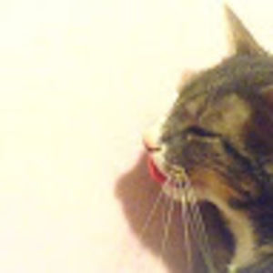 Meet your Posher, Max